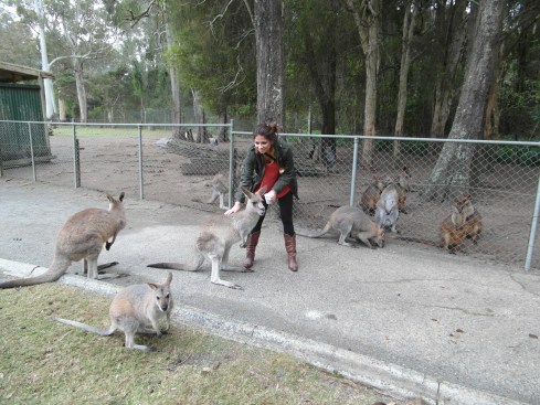 Kangaroos in Australia